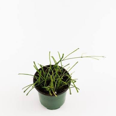 Photo of the plant species Hoya reticulata by @NovelPlanty54 named Kardashian on Greg, the plant care app
