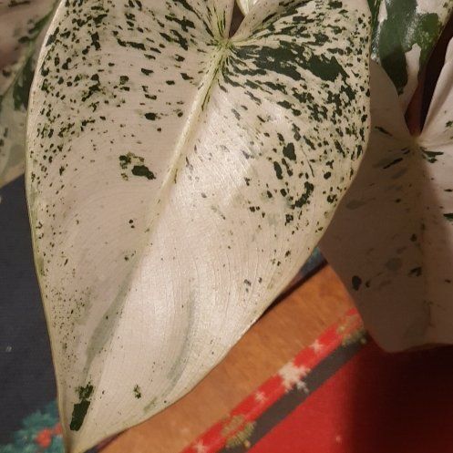 Photo of the plant species Variegated Philodendron imbe/ilsemanii by @TouksOasis named Bella on Greg, the plant care app