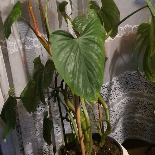 Photo of the plant species Philodendron 'Silver Cloud' by @TouksOasis named Gabby on Greg, the plant care app