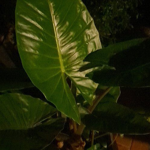 Photo of the plant species Cunjevoi by @TouksOasis named Archibald on Greg, the plant care app
