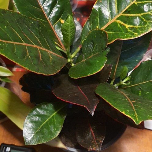 Photo of the plant species Croton Rina by @TouksOasis named Steve on Greg, the plant care app