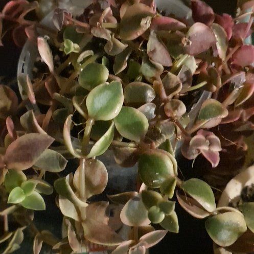 Photo of the plant species Variegated Calico Kitten by @TouksOasis named Sanders on Greg, the plant care app