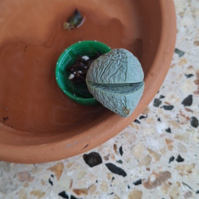 Photo of the plant species Argyroderma spp. by @ExecPokaka35 named Sahara on Greg, the plant care app