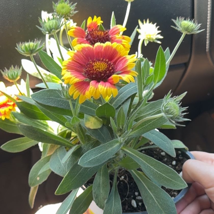Photo of the plant species Indian Blanket by @SavorySalad44 named Xena on Greg, the plant care app
