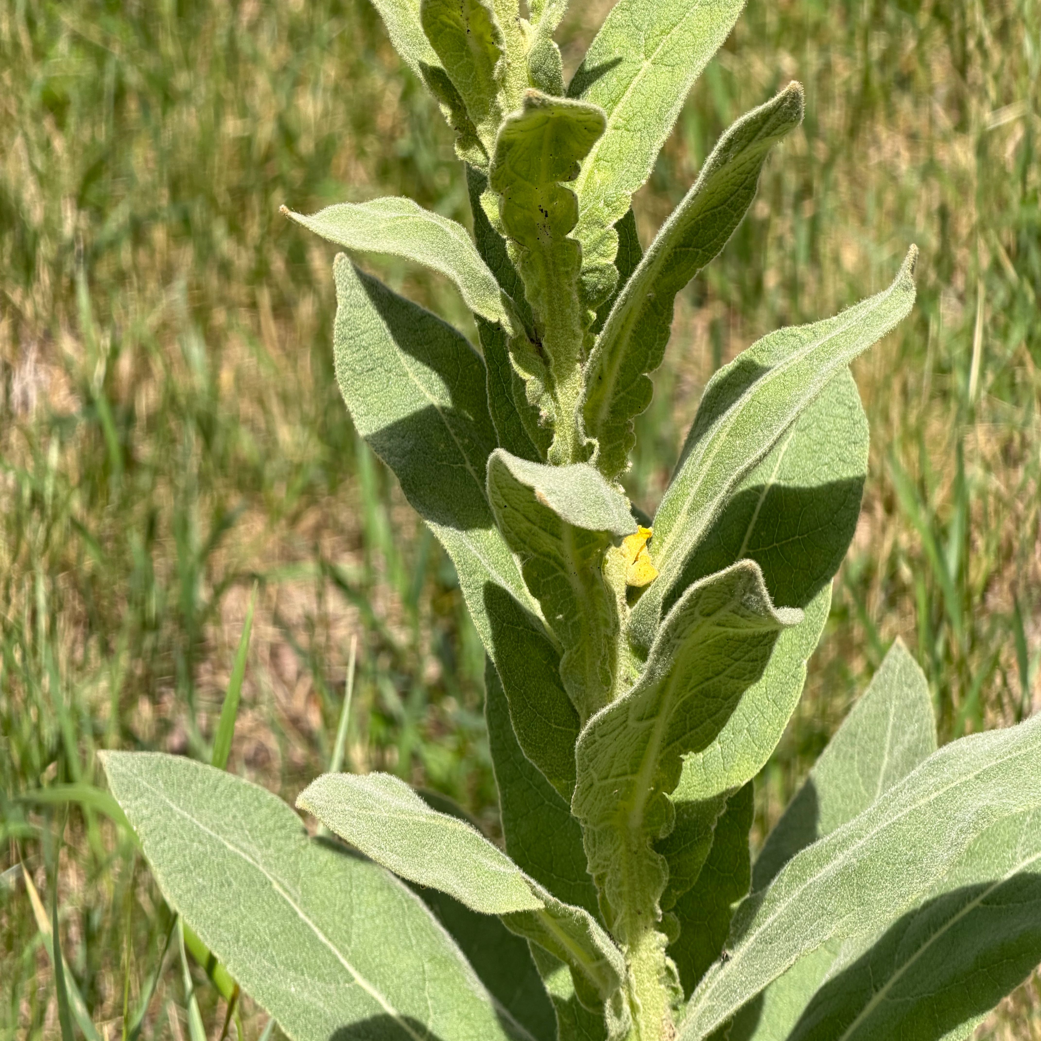 Photo of the plant species Mullein by @WhizSweetsop35 named Dax on Greg, the plant care app
