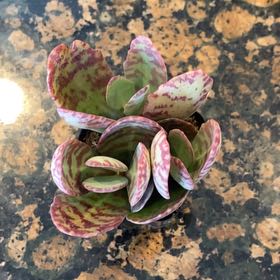 Photo of the plant species Andromischus Triflorus by @AffableCaraway6 named Sahara on Greg, the plant care app