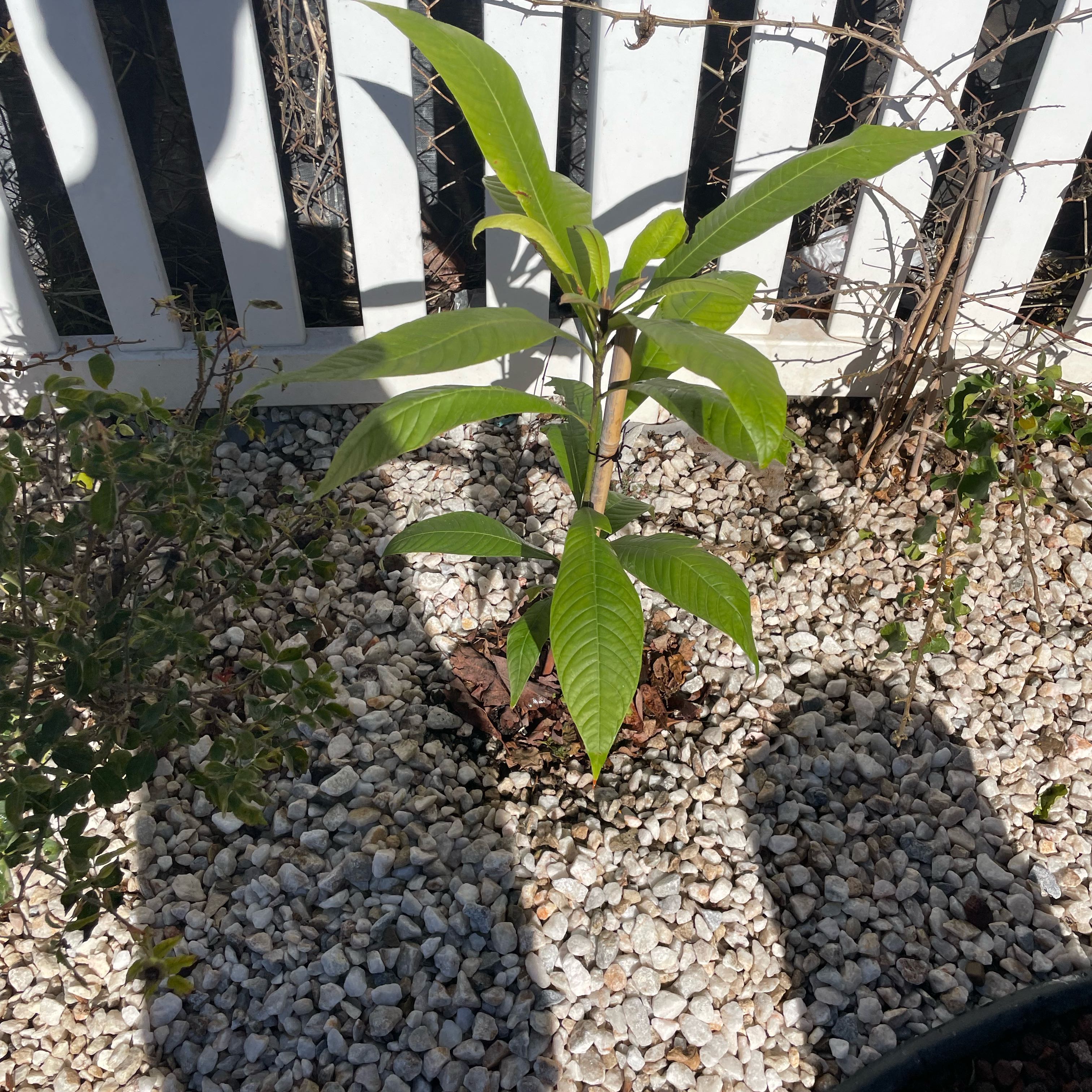 Photo of the plant species mamey sapote by @BalancedOxlip73 named Delilah on Greg, the plant care app