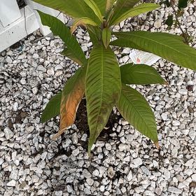 Photo of the plant species mamey sapote by @BalancedOxlip73 named Dolores on Greg, the plant care app