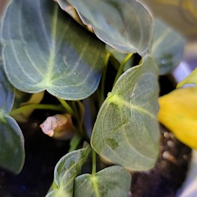 Photo of the plant species Philodendron Melanochrysum x Verrucosum by @HippiesMum named Huckleberry Fern on Greg, the plant care app