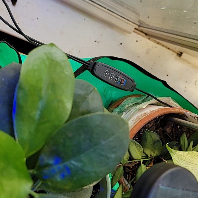 Photo of the plant species Hoya by @HippiesMum named Orlando Bloom on Greg, the plant care app
