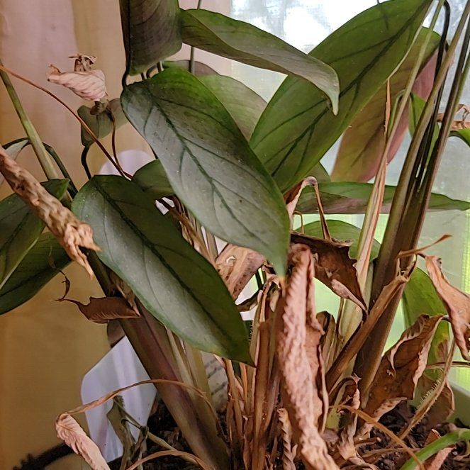 Photo of the plant species Never Never Plant 'Grey Star' by @HippiesMum named Sage on Greg, the plant care app