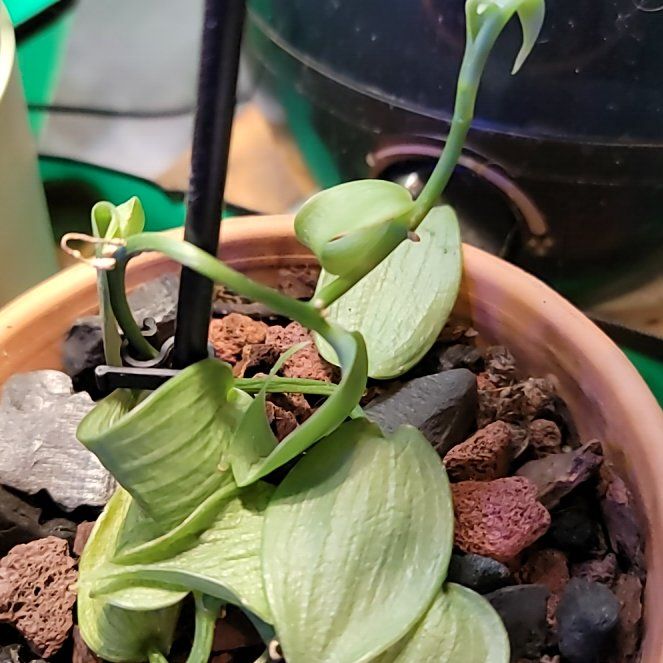 Photo of the plant species Flat Leafed Vanilla by @HippiesMum named Willow on Greg, the plant care app