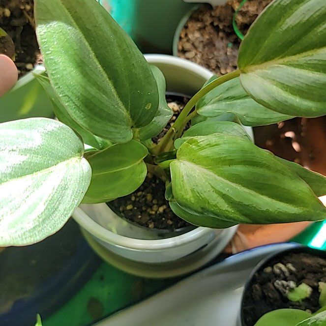 Photo of the plant species Gloriosum Dark Form by @HippiesMum named Philodendron Gloriosum on Greg, the plant care app