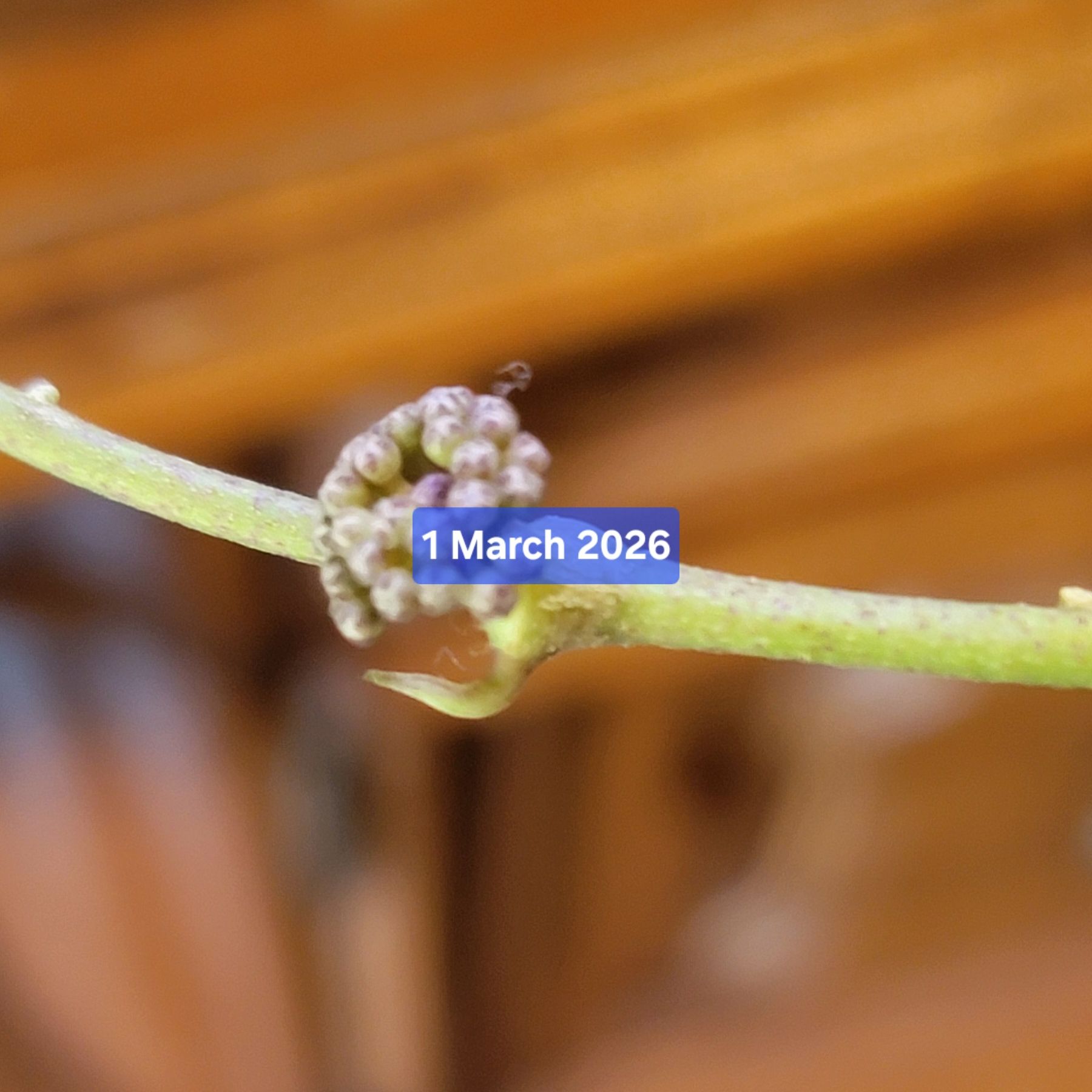 Photo of the plant species Hoya 'Callistophylla' by @HippiesMum named Emerson on Greg, the plant care app