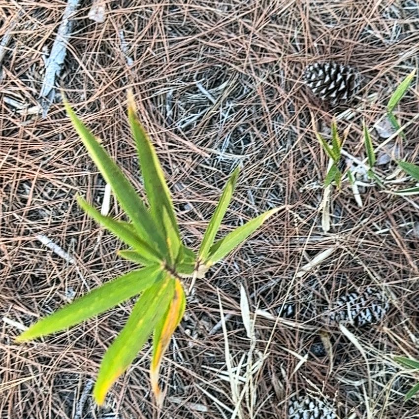 Photo of the plant species False Solomon's Seal by @QuickBigfoot56 named Oscar on Greg, the plant care app