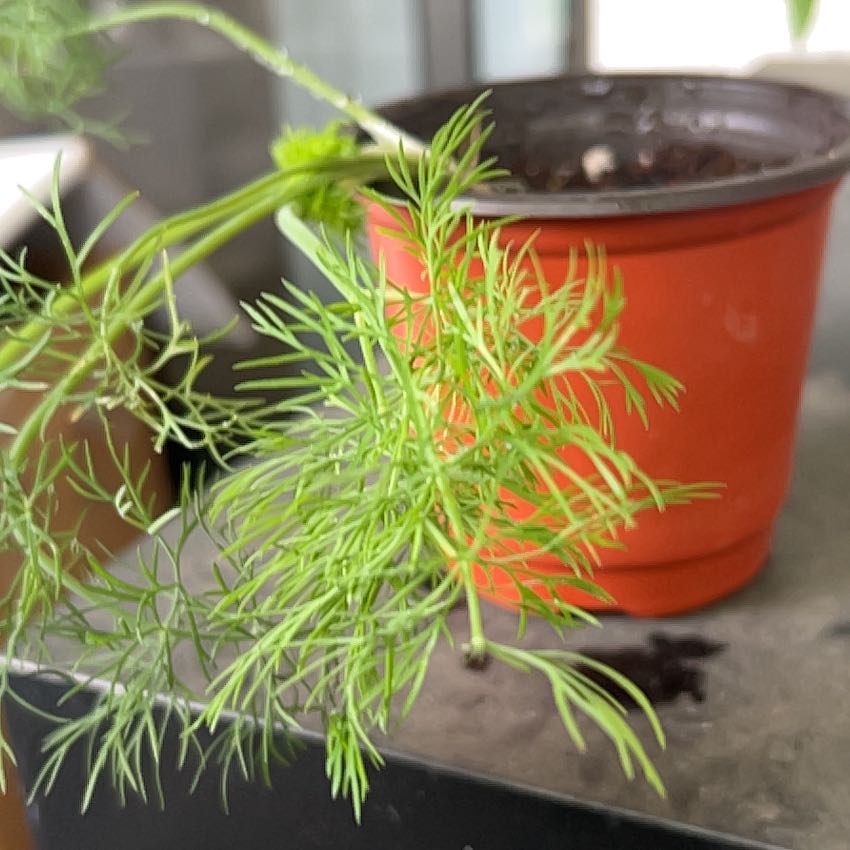 Photo of the plant species Dill by @WinLovevine51 named Athena on Greg, the plant care app