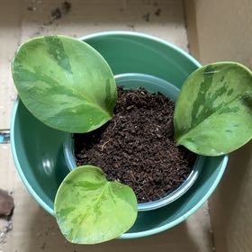Photo of the plant species Pepperomia by @LeadingAlmond9 named Leaf Erickson on Greg, the plant care app