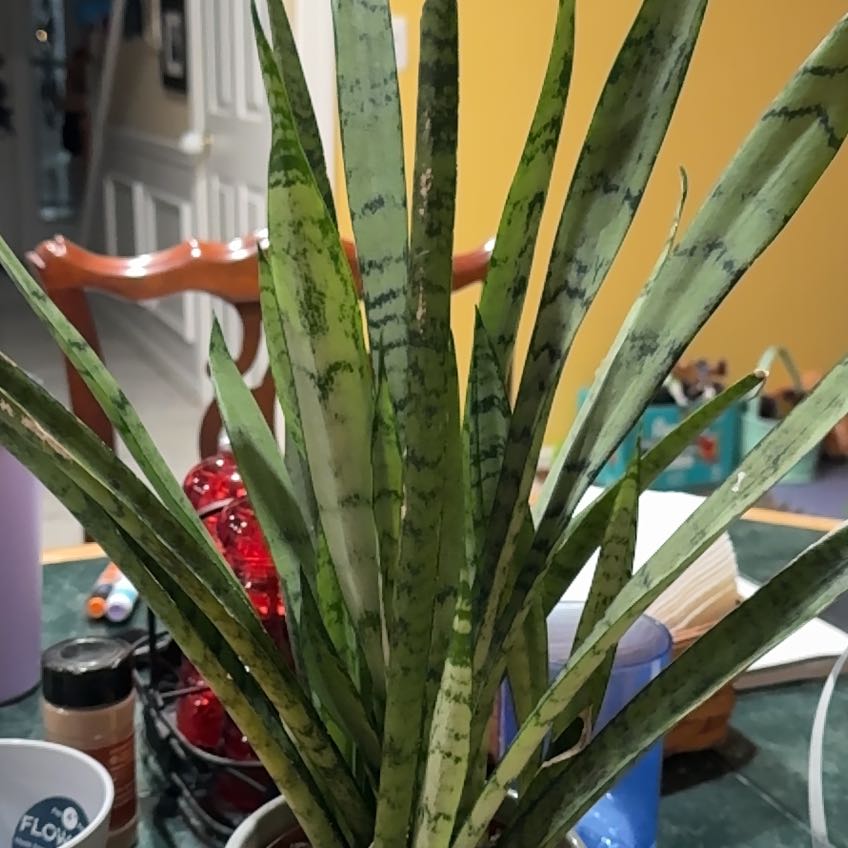 Photo of the plant species Ceylon Bowstring Hemp by @RichZinnia45 named Rainier on Greg, the plant care app
