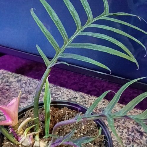 Photo of the plant species Chinese Brake by @ClubbyBaybean91 named Harmony on Greg, the plant care app
