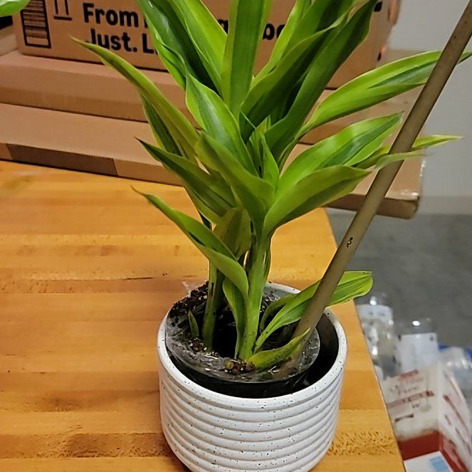 Photo of the plant species Dracaena Sanderiana 'White Ribbon' by @GiftedGuasca72 named Madonna on Greg, the plant care app