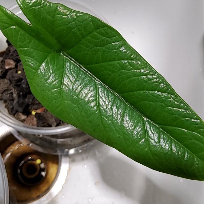 Photo of the plant species Alocasia dragons breath by @HonestKatsura24 named DRAGON BREATH on Greg, the plant care app