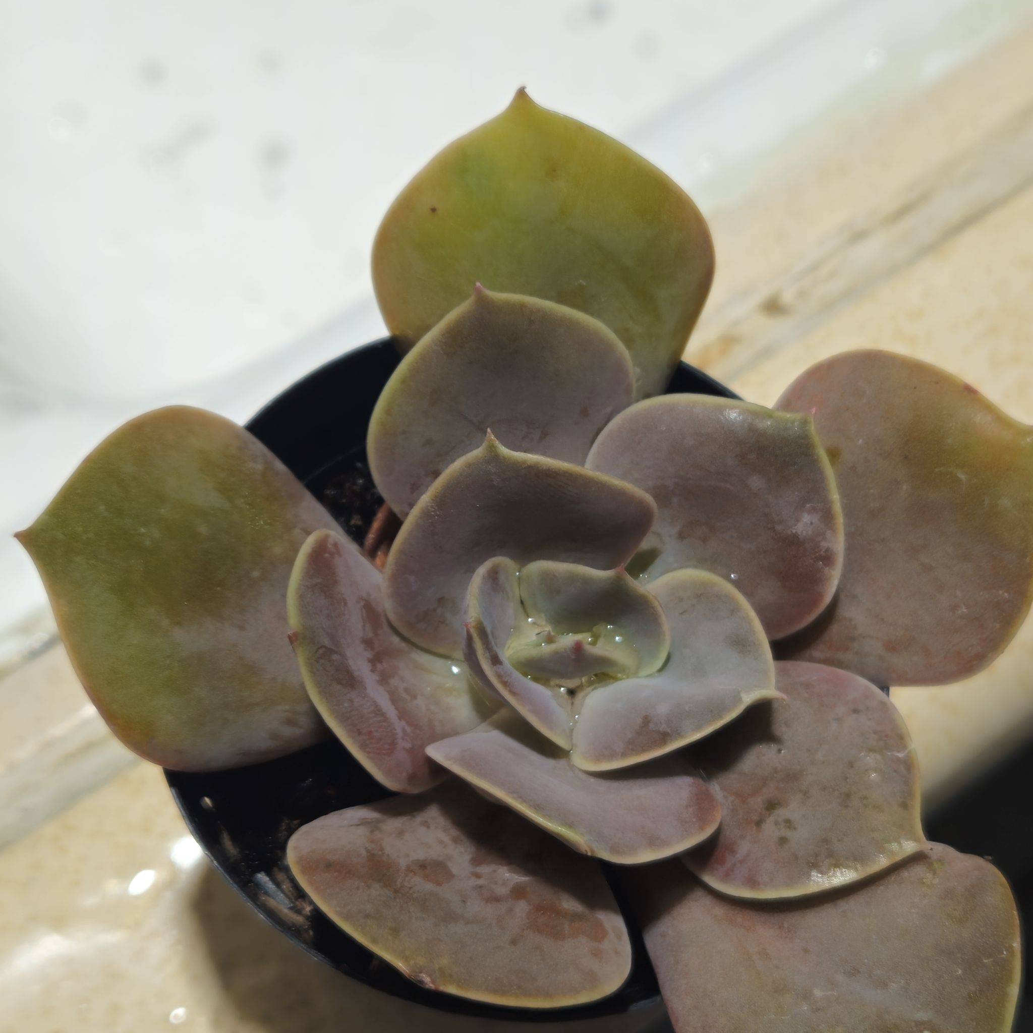 Photo of the plant species Echeveria 'Xanthe Rose' by @HonestKatsura24 named XANTHE ROSE on Greg, the plant care app