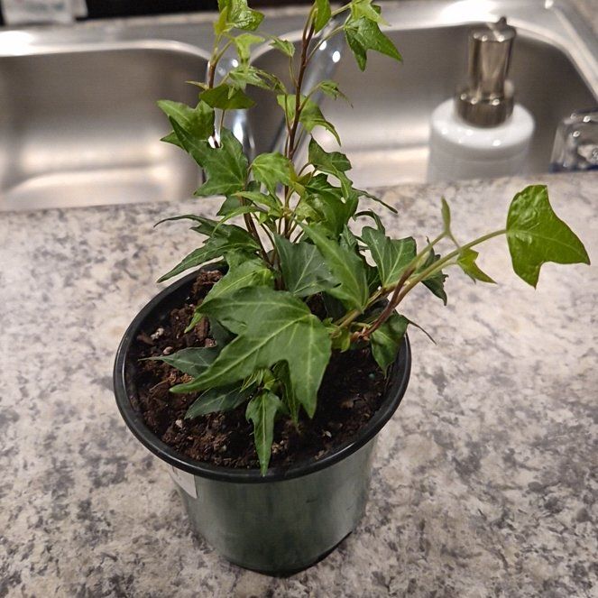 Photo of the plant species Needlepoint Ivy by @PiquantHoya61 named Jinju on Greg, the plant care app