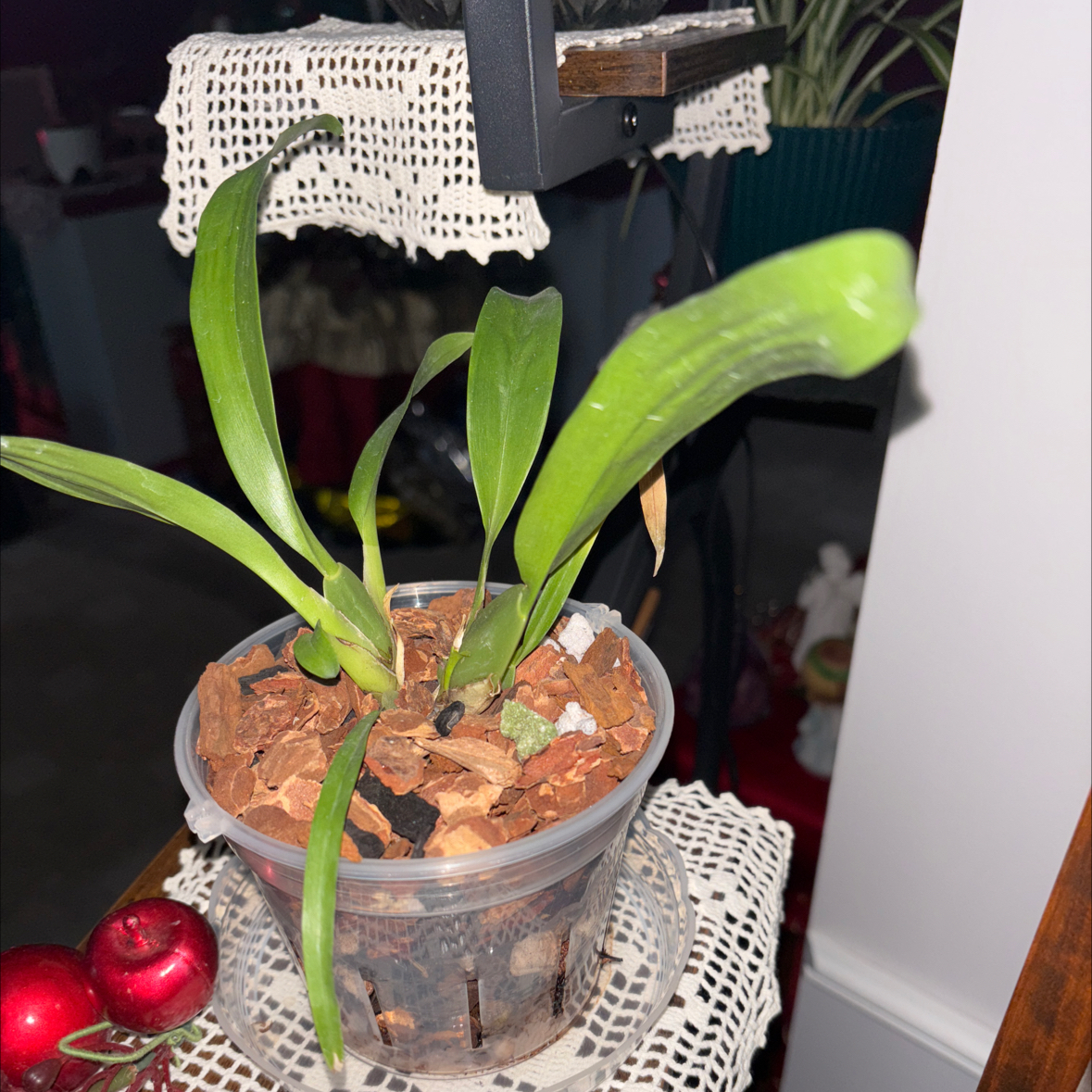 Photo of the plant species Orchid by @ZingPotato31 named Sonora on Greg, the plant care app