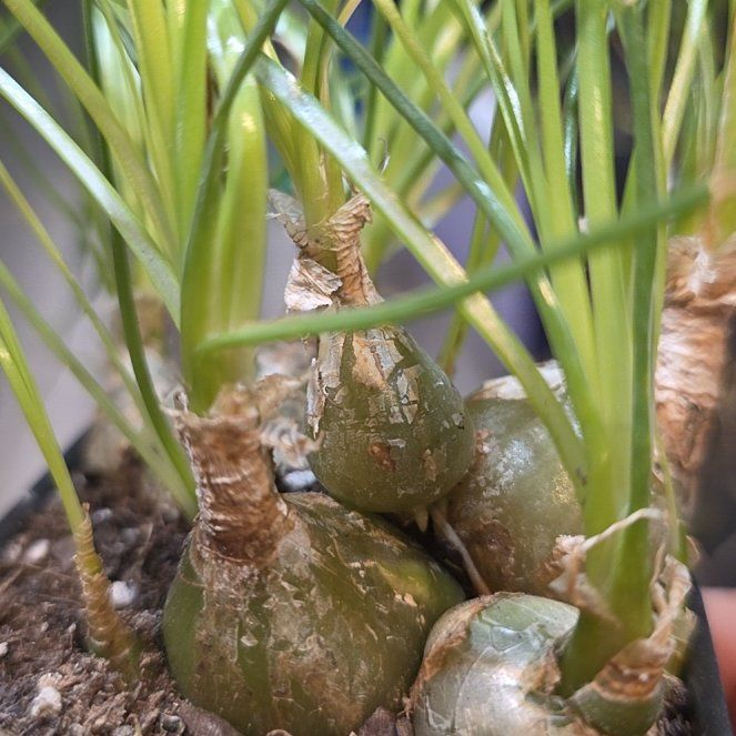 Photo of the plant species albuca by @StaunchRose9 named Hemingway on Greg, the plant care app