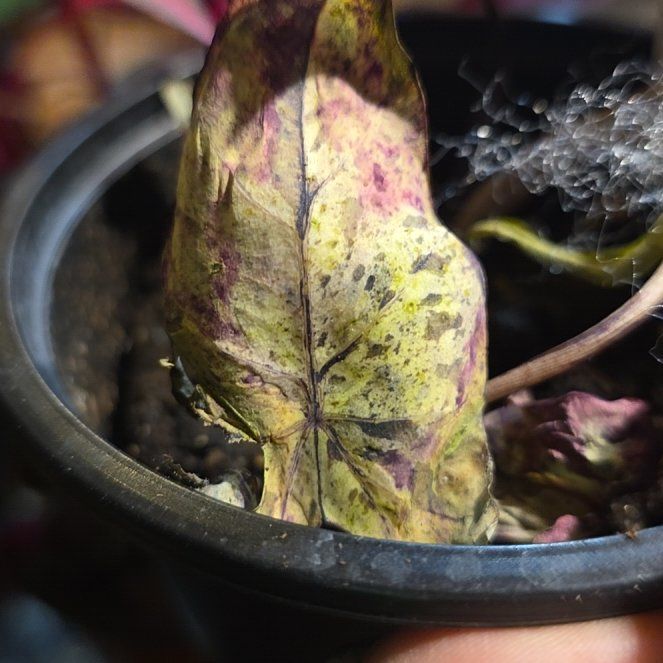 Photo of the plant species Taro 'Mojito' by @StaunchRose9 named Shakira on Greg, the plant care app