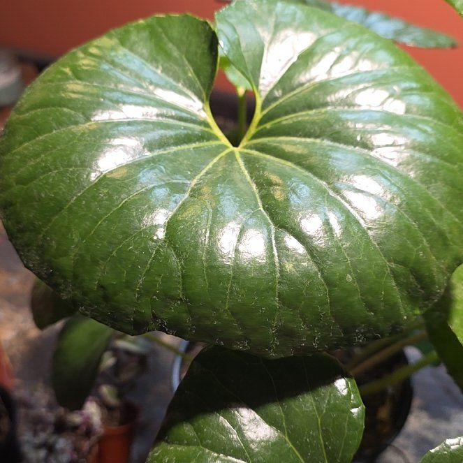 Photo of the plant species Tractor Seat Plant by @StaunchRose9 named Sanders on Greg, the plant care app