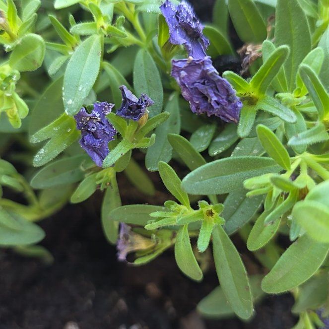 Photo of the plant species Hyssop by @StaunchRose9 named James Dean on Greg, the plant care app