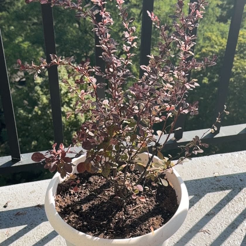 Photo of the plant species Japanese Barberry by Rob named Barbarella on Greg, the plant care app
