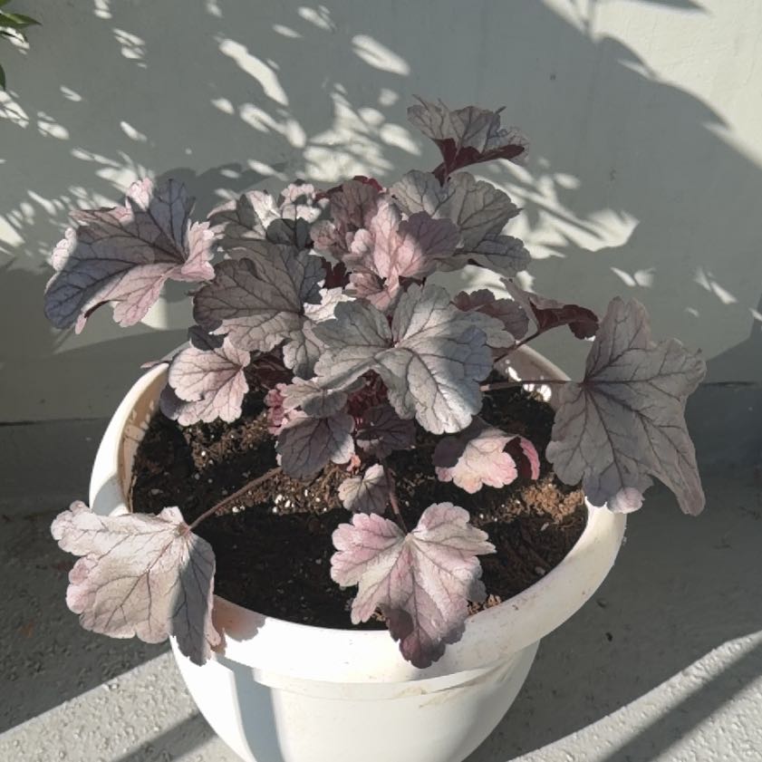 Photo of the plant species Coral Bells by Rob named Coraline on Greg, the plant care app