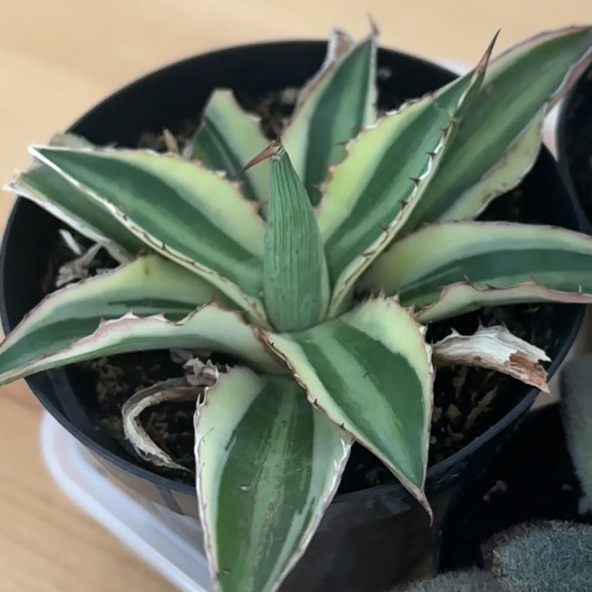 Photo of the plant species century plant by @GleefulKaro41 named Walter on Greg, the plant care app