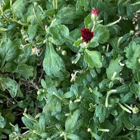 Photo of the plant species Garden Mum 'Leo' by @CozyHenbane20 named Harmony on Greg, the plant care app