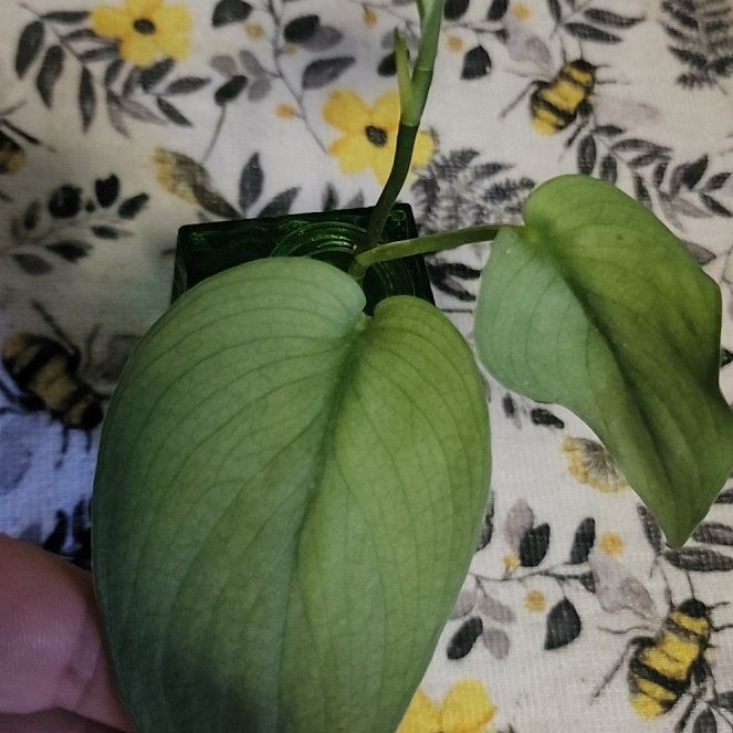 Photo of the plant species Scindapsus pictus 'Silver Hero' by @plantdetective named Sybil on Greg, the plant care app