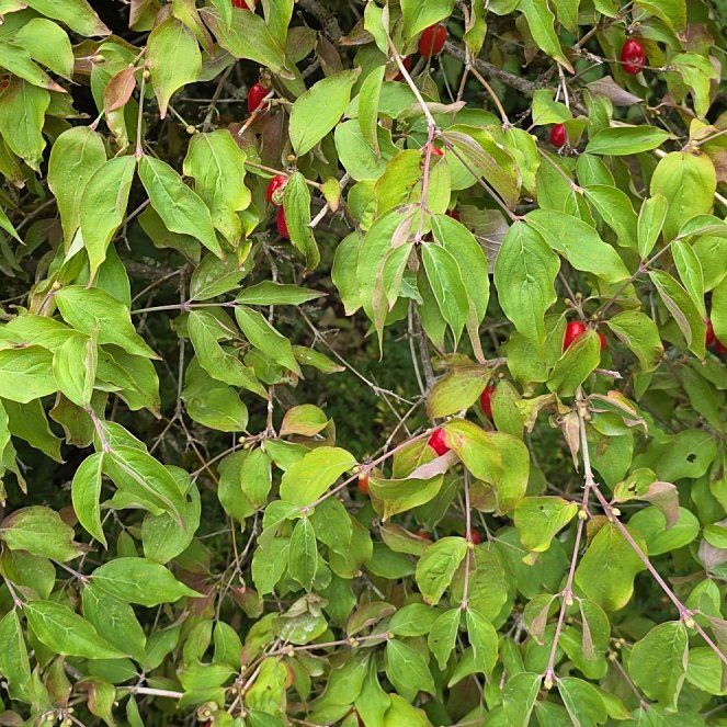 Photo of the plant species Amur Honeysuckle by @TrustingApple16 named Kesha on Greg, the plant care app