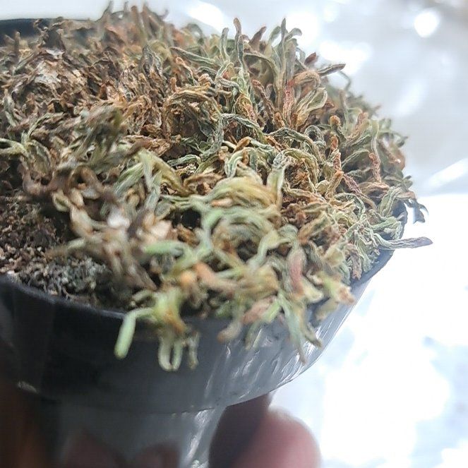 Photo of the plant species Mossy Stonecrop by @WizardRedash0 named Dolores on Greg, the plant care app