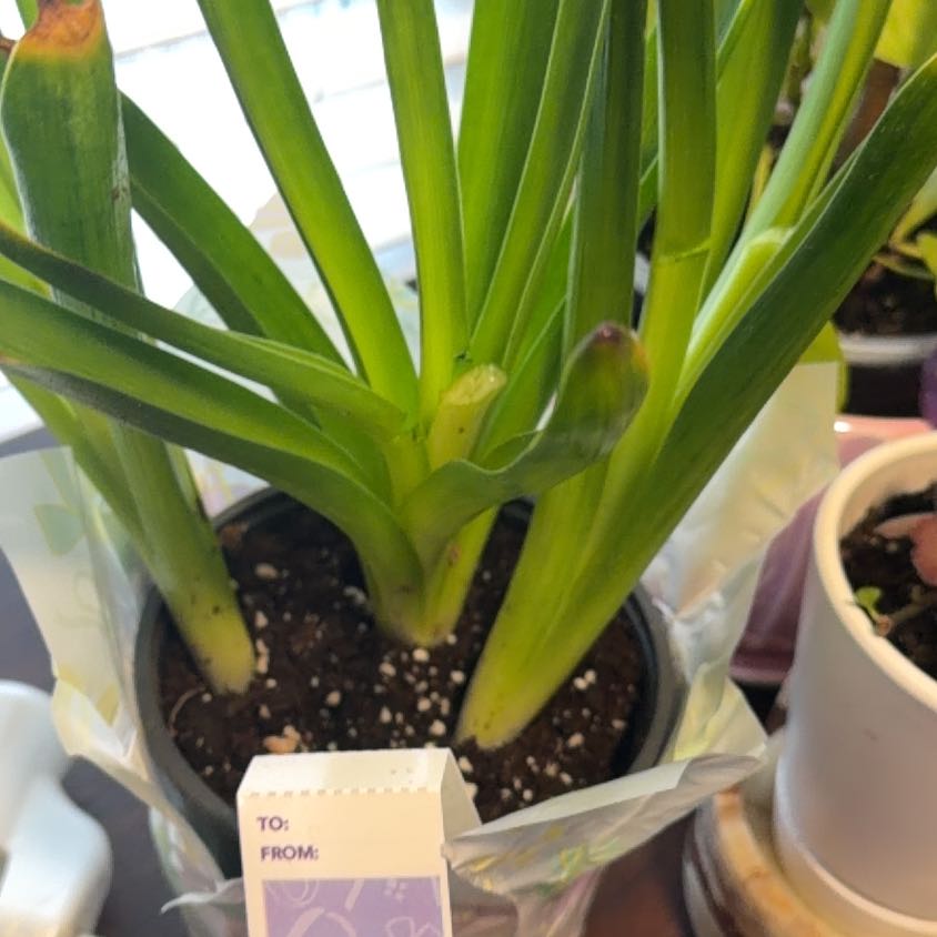 Photo of the plant species Purple Hyacinth Orchid by @JauntyPothos named Sage on Greg, the plant care app