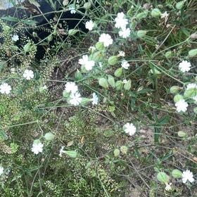 Photo of the plant species Bladder Campion by @JauntyPothos named Dax on Greg, the plant care app