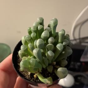 Photo of the plant species Baby Toes by @AceWaxivy99 named Willies on Greg, the plant care app