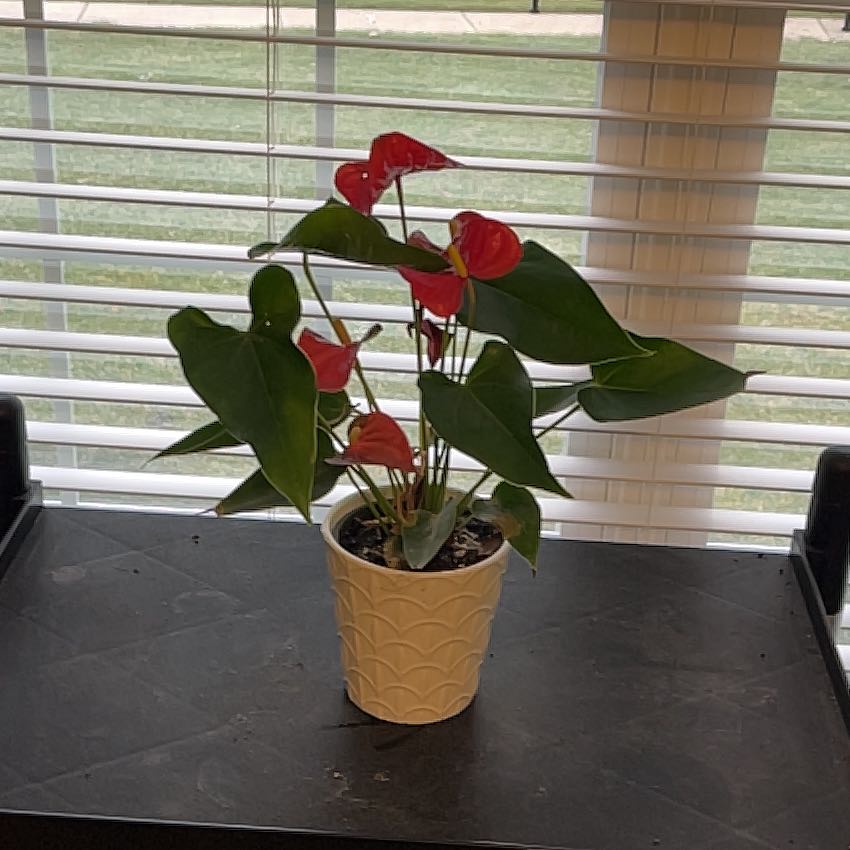 Photo of the plant species Flamingo Flower by @DynamoSweetmint named Maya on Greg, the plant care app