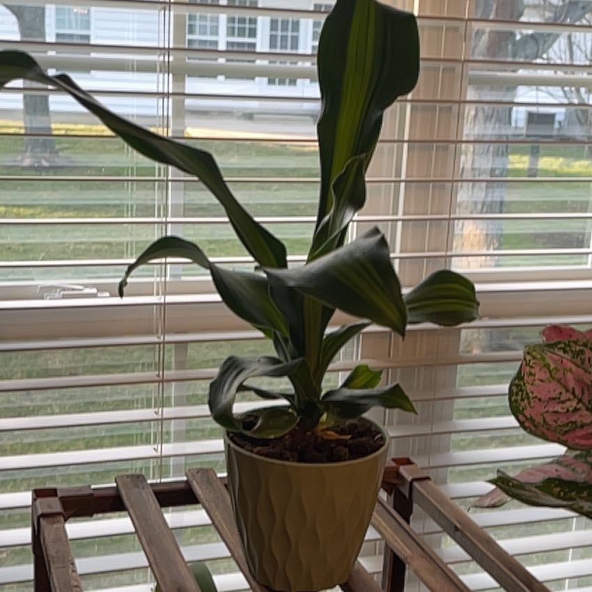 Photo of the plant species Draceana Marley by @DynamoSweetmint named Treeyoncé on Greg, the plant care app