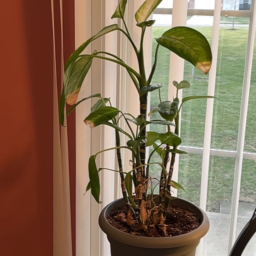 Photo of the plant species Diffenbachia 'Camille' by @DynamoSweetmint named Morgan Treeman on Greg, the plant care app
