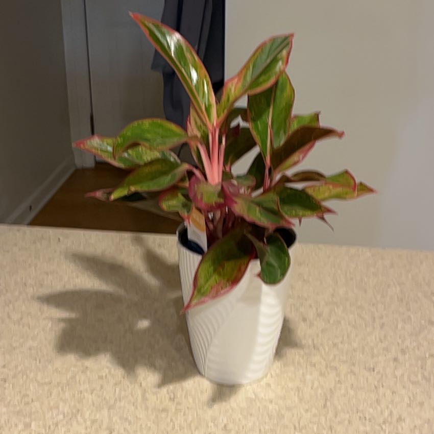 Photo of the plant species Red Siam Aglaonema by @DynamoSweetmint named Willow on Greg, the plant care app