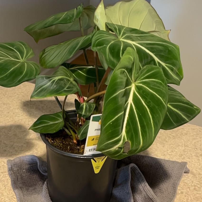 Photo of the plant species Alocasia Black Velvet by @DynamoSweetmint named Homer on Greg, the plant care app