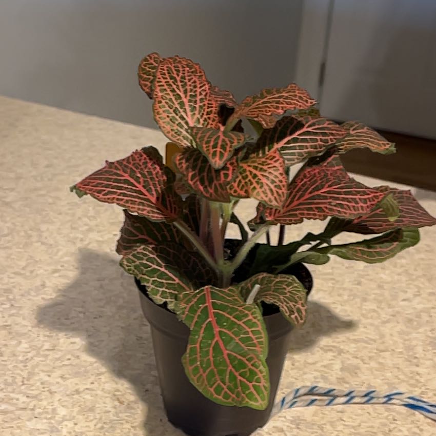 Photo of the plant species Red Anne Nerve Plant by @DynamoSweetmint named Scarlett on Greg, the plant care app