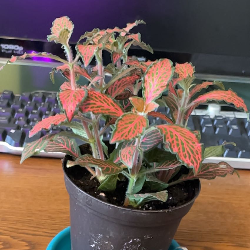 Photo of the plant species Red Anne Nerve Plant by @DynamoSweetmint named Baesil on Greg, the plant care app