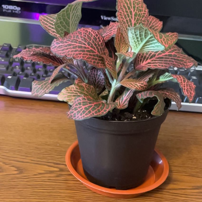 Photo of the plant species Red Anne Nerve Plant by @DynamoSweetmint named Einstein on Greg, the plant care app